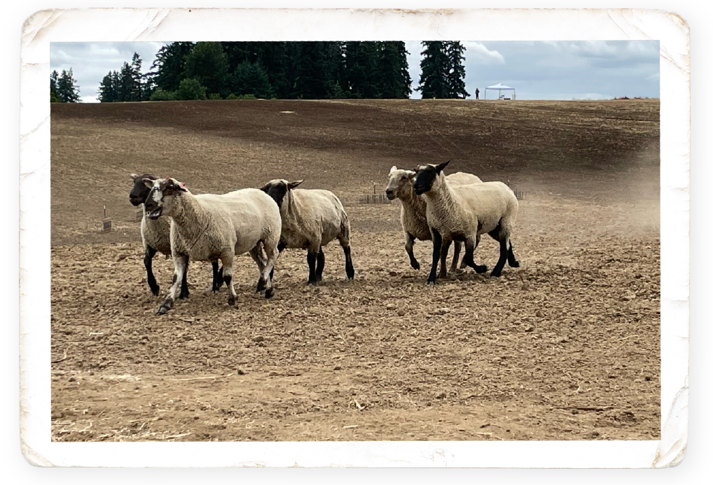Fall Sheepdog Classic event — Lady Hill Winery